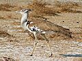 Ardeotis kori Etosha
