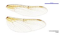 Austrocordulia territoria female wings (34215686704)