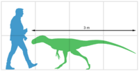 Bagaraatan size diagram.png