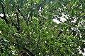Barringtonia acutangula (Freshwater Mangrove) in Kolkata W IMG 8539