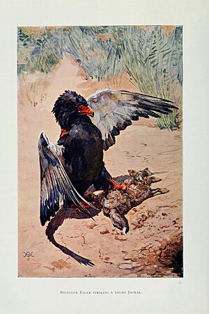 Bateleur eagle striking a young jackal