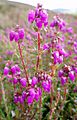 Bell Heather - geograph.org.uk - 493968