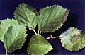 Betula occidentalis USDA