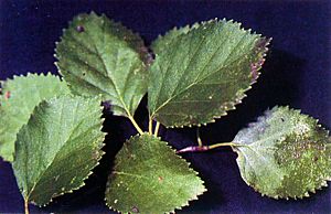 Betula occidentalis USDA.jpg