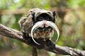 Black-chinned emperor tamarin (S. i. imperator)