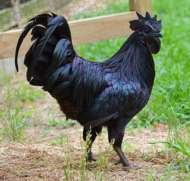 BlackChicken
