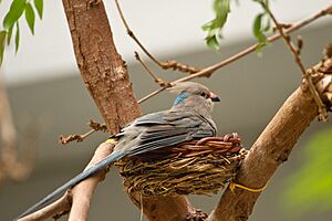 Blue-naped Mousebird on an artificial nest, Saint Louis Zoological Park