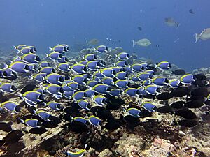 Blue tang surgeonfish