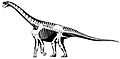 Camarasaurus skeletal