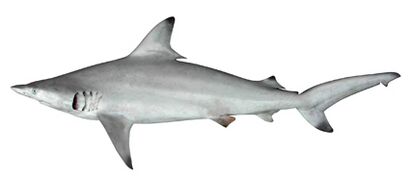 Carcharhinus limbatus csiro-nfc