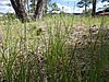 Carex inops heliophila (7462179936)