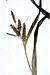 Carex scabrata NRCS-1.jpg
