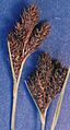 Carexhelleri