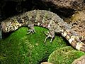 Chin-krokodilschwanzechse-01