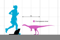 Chromogisaurus Scale.svg