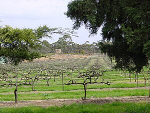 Clare Valley, Sevenhill Cellars - panoramio