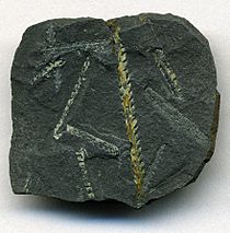 Climacograptus wilsoni Graptolite Fossils from Dob's Linn Scotland