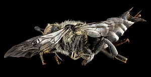 Coelioxys sodalis, F, side, Maine, Hancock County 2013-03-15-14.19.27 ZS PMax (8593895542).jpg