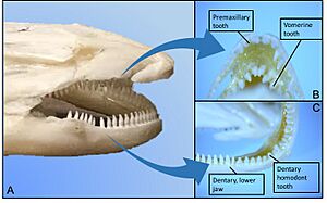 Composite photo of mudpuppy mouth
