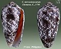 Conus stercusmuscarum 3