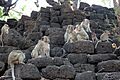 Crab-eating macaques San Phra Kan Lop Buri