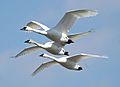Cygnus buccinator -Riverlands Migratory Bird Sanctuary, Missouri, USA -flying-8