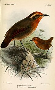 CyphorhinusKeulemans