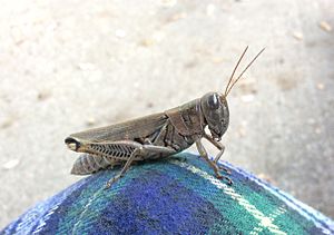 Differential grasshopper on my knee