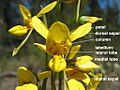 Diuris aurea labelled