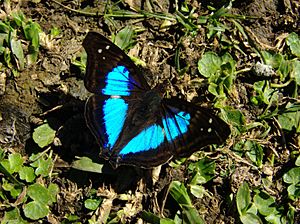 Doxocopa laurentia male face sup.jpg