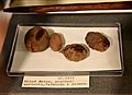Dried date, peach, apricot, and stones. From Lahun, Fayum, Egypt. Late Middle Kingdom. The Petrie Museum of Egyptian Archaeology, London