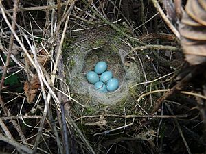 Dunnock (Hedge Sparrow) Nest 11.04.11
