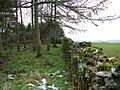 Edge of the wood near Sheriff Park - geograph.org.uk - 1160783