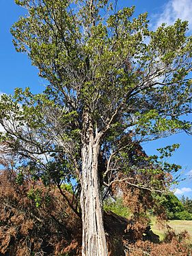 Elaeocarpus dentatus var. obovatus tree