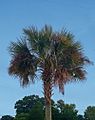 Enterprise palm tree