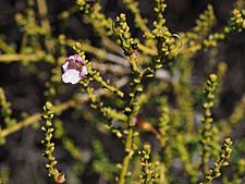 Eremophila parvifolia (flower detail) 01
