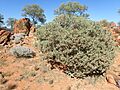 Eremophila platycalyx platycalyx (habit)