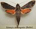 Erinnyis domingonis sjh