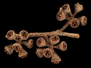 Eucalyptus camphora subsp. camphora fruit