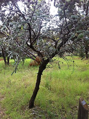 Eucalyptus kruseana tree kalgoorlie
