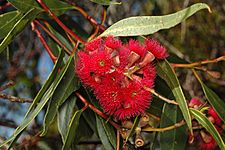 Eucalyptus lansdowneana flowers