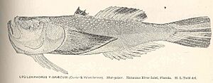 FMIB 40109 Upsilonphorus y-Graecum (Cuvier & Valenciennes) Star-gazer Matanzas River Inlet, Florida