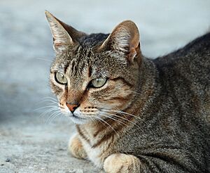 Felis silvestris - July 2007-1