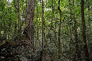 Flickr - ggallice - Rainforest (1)