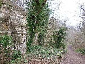 Former quarries in Coaley Wood (geograph 3446390).jpg