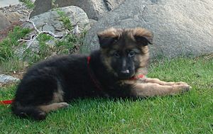 Fritzi GSD puppy