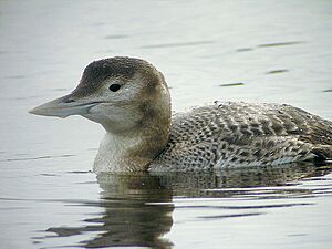 Gavia adamsii