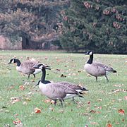 Geese in Sheridan Park 2