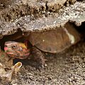 Geoemyda japonica by OpenCage