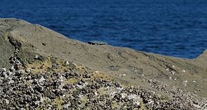 Haleets Rock survey marks